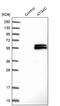 Autophagy Related 4C Cysteine Peptidase antibody, NBP1-89043, Novus Biologicals, Western Blot image 