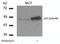 p53 antibody, 79-449, ProSci, Western Blot image 