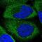 Eukaryotic Translation Initiation Factor 5 antibody, PA5-51472, Invitrogen Antibodies, Immunofluorescence image 