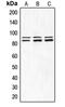 Component Of Inhibitor Of Nuclear Factor Kappa B Kinase Complex antibody, orb213743, Biorbyt, Western Blot image 
