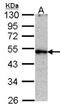 Autophagy Related 4D Cysteine Peptidase antibody, NBP1-33488, Novus Biologicals, Western Blot image 