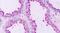 G Protein-Coupled Receptor Class C Group 5 Member A antibody, PA5-33795, Invitrogen Antibodies, Immunohistochemistry frozen image 
