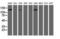 Histone Deacetylase 6 antibody, NBP2-03269, Novus Biologicals, Western Blot image 
