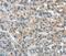 Tumor Suppressor Candidate 1 antibody, PA5-50853, Invitrogen Antibodies, Immunohistochemistry frozen image 