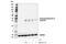 Gasdermin D antibody, 10137S, Cell Signaling Technology, Western Blot image 