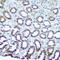 Ubiquinol-Cytochrome C Reductase, Rieske Iron-Sulfur Polypeptide 1 antibody, GTX33574, GeneTex, Immunohistochemistry paraffin image 