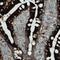 Apolipoprotein A4 antibody, NBP2-52932, Novus Biologicals, Immunohistochemistry frozen image 