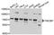 TRIO And F-Actin Binding Protein antibody, A4485, ABclonal Technology, Western Blot image 