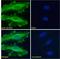 Glucagon-like peptide 1 receptor antibody, LS-C205018, Lifespan Biosciences, Immunofluorescence image 