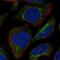 SBK3 antibody, NBP2-69066, Novus Biologicals, Immunofluorescence image 