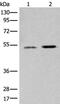 WD Repeat And FYVE Domain Containing 1 antibody, PA5-68442, Invitrogen Antibodies, Western Blot image 