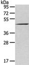 Vacuole Membrane Protein 1 antibody, CSB-PA235335, Cusabio, Western Blot image 