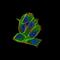 Platelet Derived Growth Factor Receptor Alpha antibody, NBP2-52528, Novus Biologicals, Immunofluorescence image 