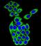 Mesoderm Development LRP Chaperone antibody, PA5-35060, Invitrogen Antibodies, Immunofluorescence image 