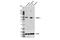 Calcium/Calmodulin Dependent Protein Kinase II Alpha antibody, 50049S, Cell Signaling Technology, Western Blot image 