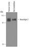 Neuroligin 2 antibody, AF5645, R&D Systems, Western Blot image 