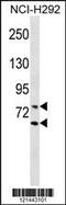 Lamin A/C antibody, 59-797, ProSci, Western Blot image 
