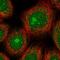 TTP antibody, HPA052043, Atlas Antibodies, Immunofluorescence image 