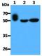 LAYN antibody, NBP2-42663, Novus Biologicals, Western Blot image 