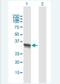 ELAV Like RNA Binding Protein 4 antibody, H00001996-B01P-50ug, Novus Biologicals, Western Blot image 