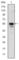 RUNX Family Transcription Factor 1 antibody, abx016072, Abbexa, Western Blot image 