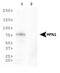 Mitofusin 1 antibody, MA5-24789, Invitrogen Antibodies, Western Blot image 