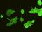 Ectonucleotide Pyrophosphatase/Phosphodiesterase Family Member 5 antibody, 11519-MM06, Sino Biological, Immunohistochemistry paraffin image 