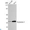 Syndecan Binding Protein antibody, LS-C814127, Lifespan Biosciences, Western Blot image 