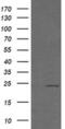 RAB12 antibody, MA5-26200, Invitrogen Antibodies, Western Blot image 