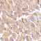 Hydroxysteroid 17-Beta Dehydrogenase 13 antibody, OAAN01691, Aviva Systems Biology, Immunohistochemistry frozen image 