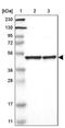 Adipocyte Plasma Membrane Associated Protein antibody, PA5-52996, Invitrogen Antibodies, Western Blot image 