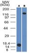 CD163 antibody, NBP2-36495, Novus Biologicals, Western Blot image 