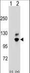 G Protein Nucleolar 2 antibody, LS-C166563, Lifespan Biosciences, Western Blot image 