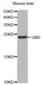 Ubiquitin D antibody, abx004208, Abbexa, Western Blot image 