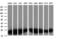 VHL Binding Protein 1 antibody, LS-C174044, Lifespan Biosciences, Western Blot image 