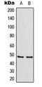 TRAF family member-associated NF-kappa-B activator antibody, MBS8220316, MyBioSource, Western Blot image 