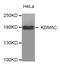 Lysine-specific demethylase 5C antibody, MBS126292, MyBioSource, Western Blot image 