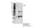 Regulatory Associated Protein Of MTOR Complex 1 antibody, 48648S, Cell Signaling Technology, Immunoprecipitation image 