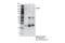 RAPTOR antibody, 48648S, Cell Signaling Technology, Immunoprecipitation image 