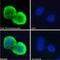 Thrombospondin 1 antibody, NBP1-52410, Novus Biologicals, Immunofluorescence image 