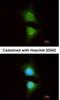 Phosphatidylinositol-4,5-Bisphosphate 3-Kinase Catalytic Subunit Beta antibody, NBP1-33116, Novus Biologicals, Immunofluorescence image 