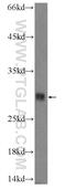 IgSF13 antibody, 13334-1-AP, Proteintech Group, Western Blot image 