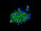 Pleckstrin Homology Like Domain Family A Member 1 antibody, ab133654, Abcam, Immunocytochemistry image 