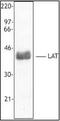 4F2 light chain antibody, orb87890, Biorbyt, Western Blot image 