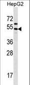 Grainyhead Like Transcription Factor 1 antibody, LS-C166666, Lifespan Biosciences, Western Blot image 