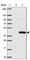FKBP Prolyl Isomerase 10 antibody, HPA061109, Atlas Antibodies, Western Blot image 