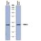 RAB13, Member RAS Oncogene Family antibody, MAB8305, R&D Systems, Western Blot image 