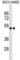 GTP Binding Protein 3, Mitochondrial antibody, abx031073, Abbexa, Western Blot image 