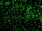 BUB3 Mitotic Checkpoint Protein antibody, GTX33047, GeneTex, Immunofluorescence image 