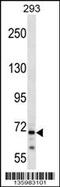 Centrosomal Protein 72 antibody, 58-488, ProSci, Western Blot image 